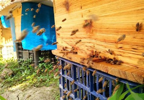 為什麼家裡有蜜蜂 台湾 有名
